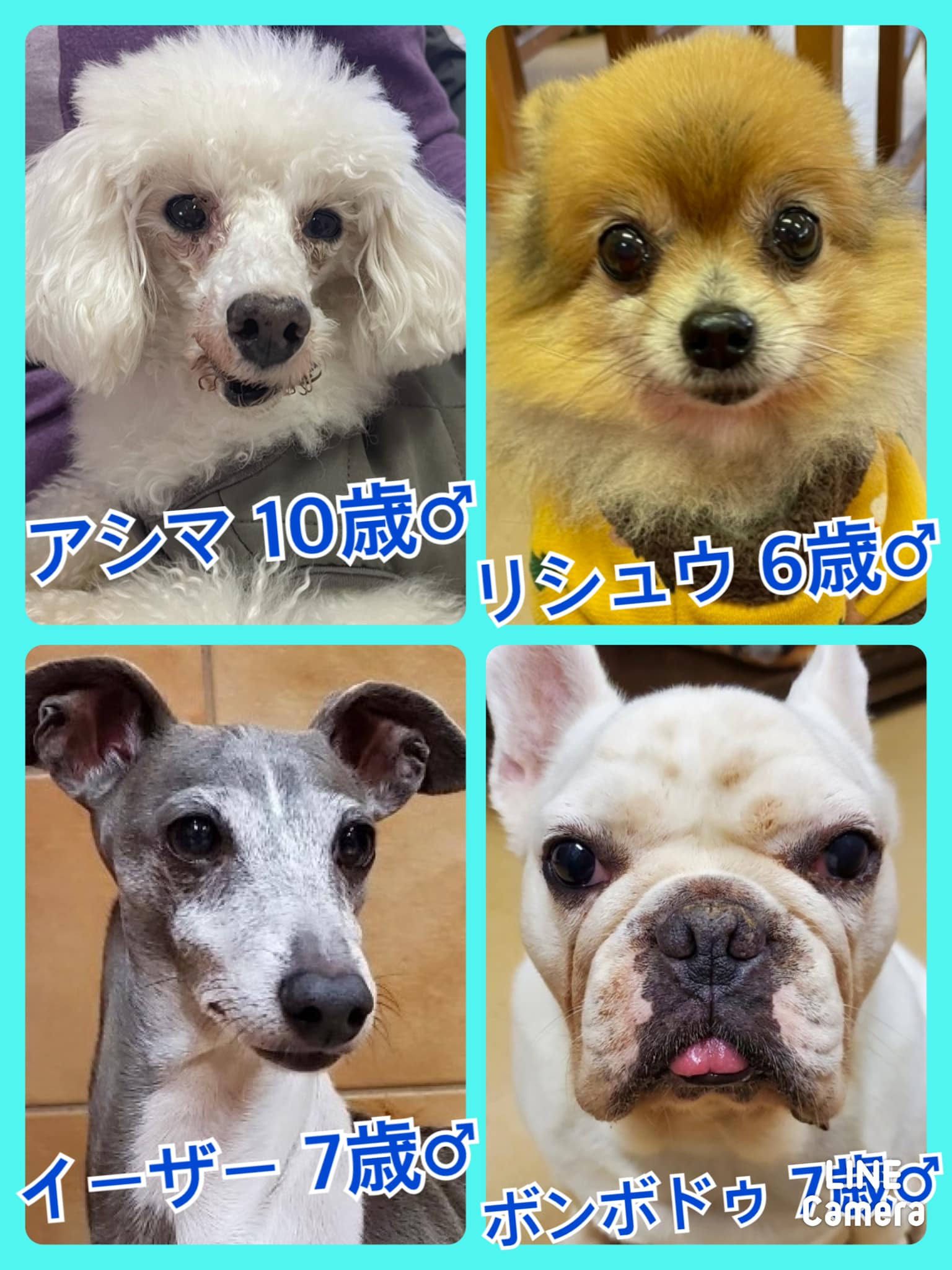 🐾今日の里親様募集中ワンコ🐶メンバーです🐾2021,12,18【保護犬カフェ天神橋店】